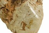Triassic-Age Petrified Wood Log - Madagascar #378894-3